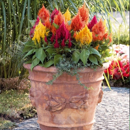 Picture of Celosia - Fresh Look Mix